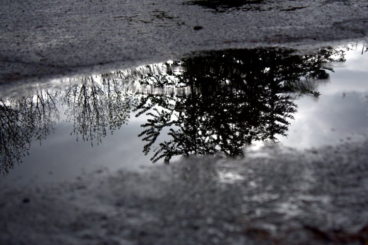 trees in the puddle