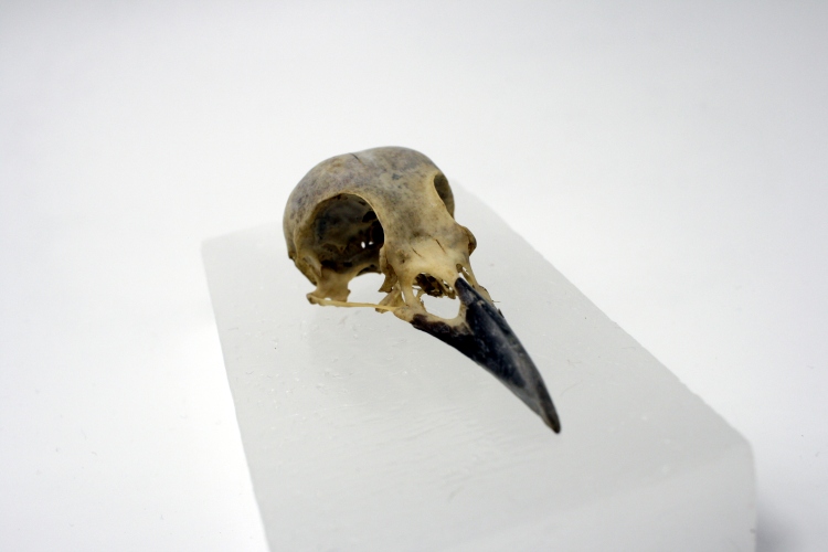 real crow skull.JPG